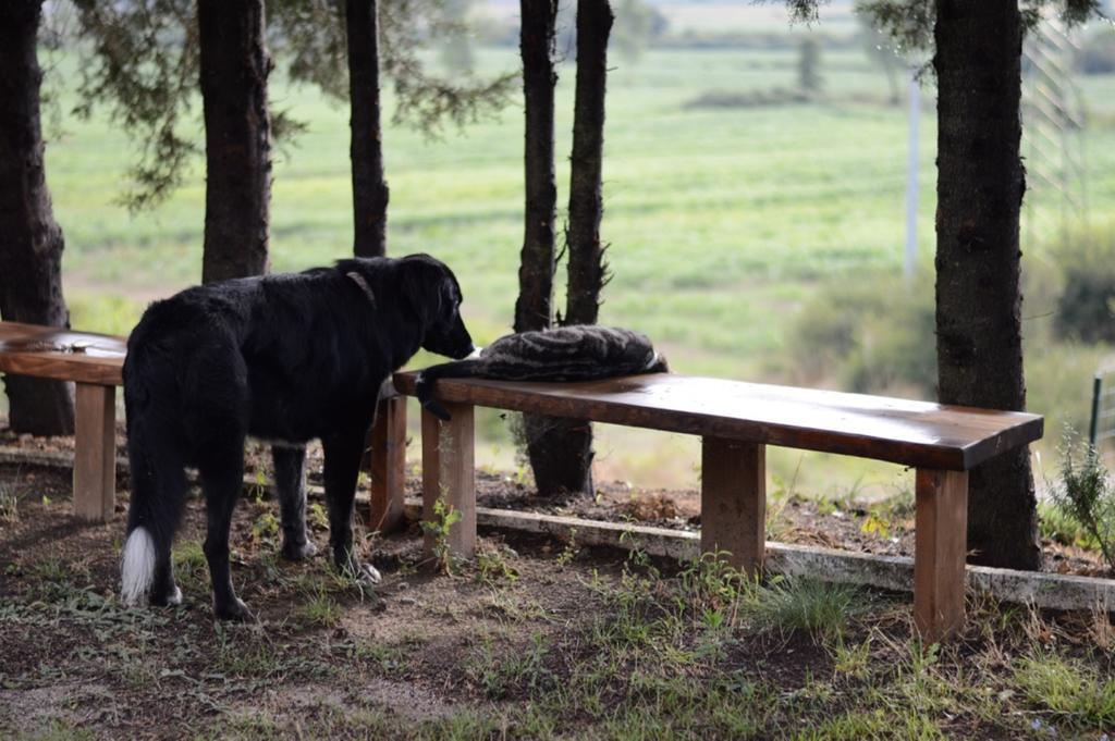 Vila Agriturismo Podere La Selva Serre Di Rapolano Exteriér fotografie