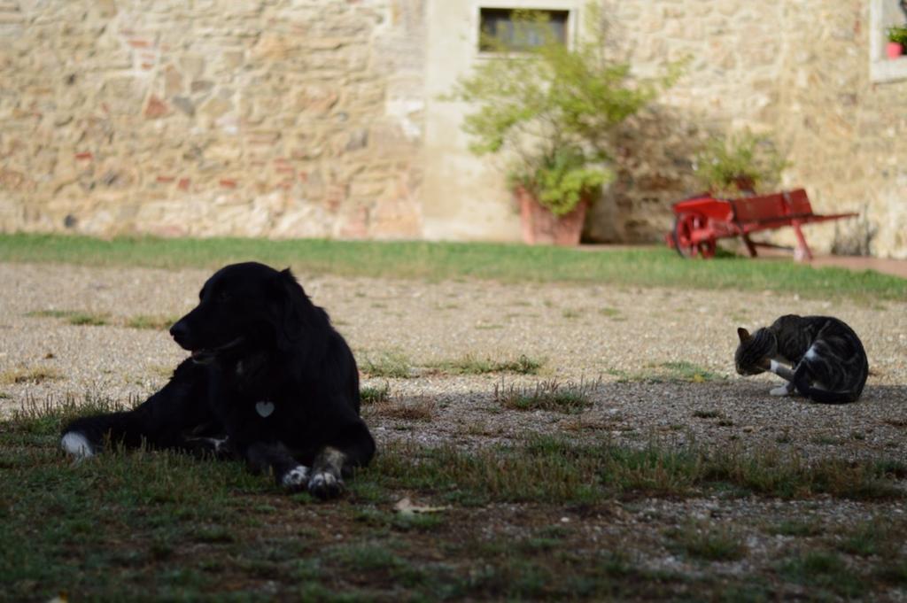 Vila Agriturismo Podere La Selva Serre Di Rapolano Exteriér fotografie